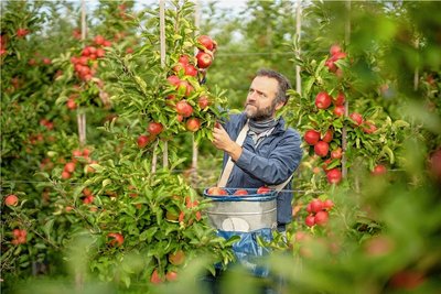 In Kreischa ist der Red Jonaprince reif. Rico Pietzsch von der Obstfarm legt die Äpfel vorsichtig in seine Kiepe. 