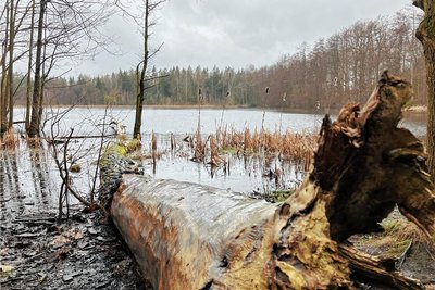 Totholz schützt den Boden vorm Austrocknen. 