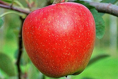 Braeburn - Schale: rotgelb mit roten Streifen Fruchtfleisch: kackig, fest Geschmack: süß-herb, fein-säuerlich, leicht intensiv, hoher Gehalt an Vitamin C