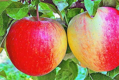 Pinova - Schale: hart, glatt, gelb bis zinnoberrot Fruchtfleisch: knackig, mäßig saftig Geschmack: angenehm süßsäuerlich, würzig-aromatisch