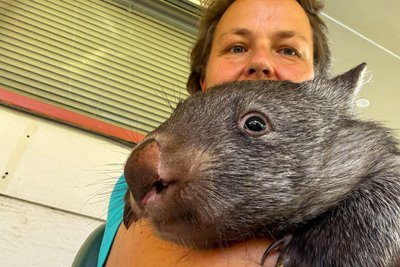 Gesine Meyer mit einem Wombat - sie hatte jüngst in Australien mitgeholfen, junge Tiere zu retten.