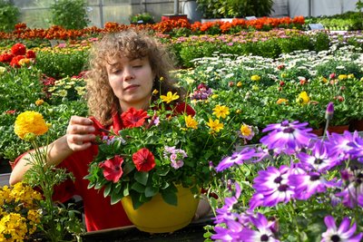 Anna-Maria Hertel stellt in der Gärtnerei Zülchner Ampeln mit Sommerblumen zusammen.