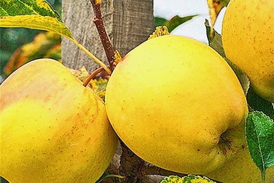 Gelber Köstlicher - Schale: im reifen Zustand gelb bis goldgelb Fruchtfleisch: gelblich-weiß, fest, knackig, saftig Geschmack: süßaromatisch, feine Fruchtsäure, süßlich