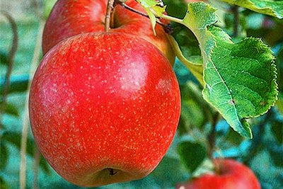 Elstar - Schale: glatt, goldgelb bis karminrot Fruchtfleisch: weißlich-gelb, saftig, knackig Geschmack: fein säuerlich, würzig, erfrischend