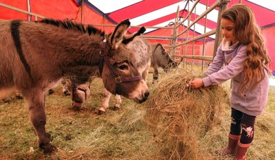 Die neunjährige Lourdes füttert die vier Esel beim Circus Karl Buch. Außer den Langohren betreten dort über Ostern noch weitere Nutz- und Haustiere die Manege. Das Zelt bietet Platz für 500 Besucher.