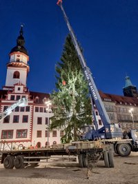 Mithilfe eines Krans wurde die Fichte auf dem Markt aufgestellt und im Boden verankert. 