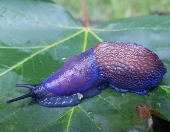 Entdeckung am Wegesrand: Der Blauschnegel ist eine aus den Karpaten stammende Nackt- schnecke.