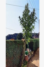 Die vier Meter hohe Cannabispflanze wuchs auf einem Grundstück in Mittweida. 