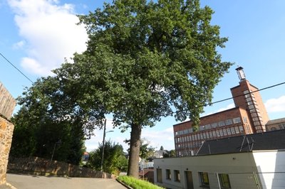 Die Luthereiche in Oberlungwitz wurde nach Angaben der Stadt 1883 gepflanzt.