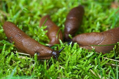Ein Augustusburger Gärtnermeister will der Schneckenplage im Annagarten mit Perlhühnern zu Leibe rücken. Die Vögel sollen sich an Kriechtieren laben und den Kräutergarten vor Kahlfraß schützen. 