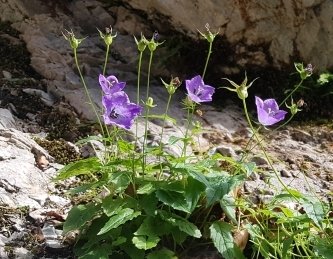 Die Karpaten-Glockenblume ist eine immergrüne ausdauernde Pflanze, die auch in deutschen Gärten als Zierpflanze gedeiht.