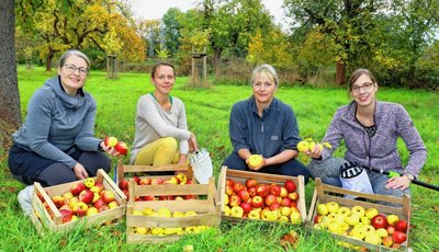 Mitarbeiterinnen und Helfer des Landschaftspflegeverbandes Westsachsen (LPV) haben am Freitag den ganzen Tag über auf einer Streuobstwiese an der Landesgrenze zwischen Sachsen und Thüringen Äpfel gepflückt.
