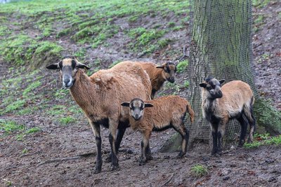 Im Tiergehege in Glauchau gibt es Nachwuchs.