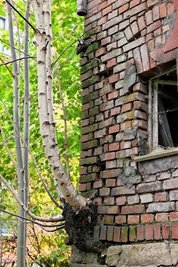 Ein Baum hat sich diese Hausecke erobert. Aus der kaputten Dachrinne dringt Wasser ins Mauerwerk und ins Hausinnere ein. 