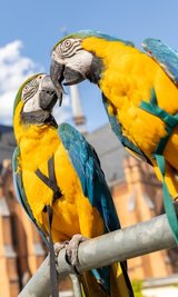Schnäbeln vor der Mylauer Stadtkirche. Lola und Luca (rechts) können sich schon ganz gut riechen. Ein Liebespaar sind die beiden noch nicht, dazu ist der Herzensbrecher noch zu jung. 
