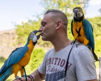 Unzertrennlich. Andy Lösche hat von Haltern und Züchtern für seine Aras schon einige unmoralische Angebote bekommen. Doch selbst Offerten im fünfstelligen Bereich werden ausgeschlagen - kein Geld der Welt ersetzt so eine Beziehung.