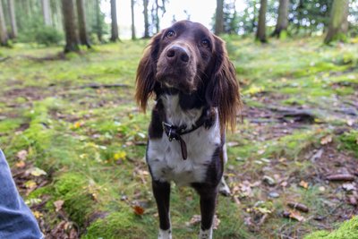 Aika kommt eigentlich aus Norddeutschland. Im erzgebirgischen Wald hat sie viel Spaß.