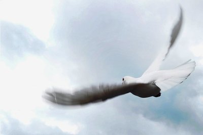 Eine weiße Taube fliegt am regenverhangenen Himmel. Eine Tierschützerin rät davon ab, weiße Albinotauben, die nicht zurückkehren, als Friedenssymbol freizulassen. 