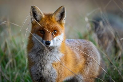 Ein Rotfuchs schleicht durch einen Wald. In Stollberg wurden tote Tiere entdeckt.