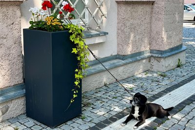 Geduld war gefragt, auch von den mitgebrachten Vierbeiner, die vor dem Wahllokal geduldig ausharren mussten.