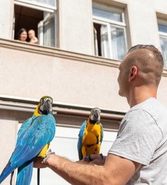 Autos halten, und Fenster gehen auf, wenn das Trio naht. In diesem Fall war eine aus der Ukraine geflüchtete Familie angetan - natürlich auch von dem an die Nationalfarben des Landes erinnernden Gefieder der Aras.