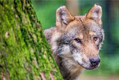 Am Wolf scheiden sich seit jeher die Geister. 