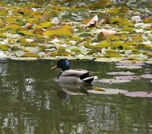 Eine Stockente auf dem Kurparkteich in Bad Schlema. 