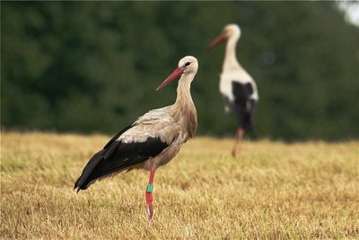 Storcheninvasion in Lichtenau