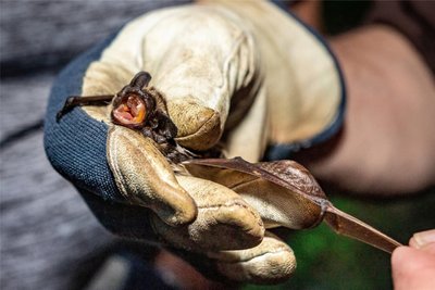 Fledermäuse, auf dem Foto eine Zweifarbflederemaus, fliegen mit ihren Händen. Zwischen ihren Fingern haben sie ausgeprägte Flughäute.