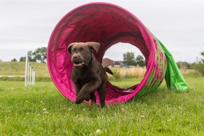 Beim Hooper läuft der Mensch nicht mit, sondern lotst den Hund aus der Distanz durch die Hindernisse.
