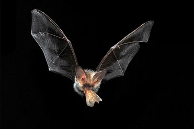 Fledermäuse fressen Insekten. Auf dem Foto ist ein Braunes Langohr mit einer erbeuteten Zimteule zu sehen.