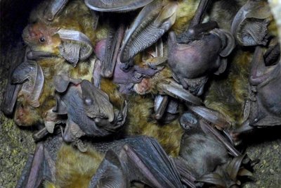 In einer Wochenstube bringen die Fledermausweibchen (auf dem Foto Braune Langohren) ihre Babys zur Welt.