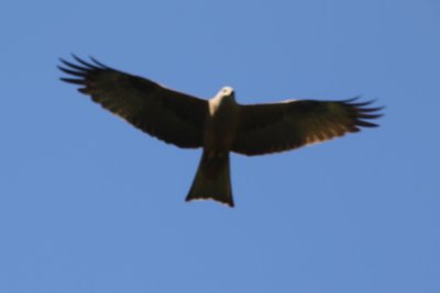 Ein Schwarzmilan sucht aus der Luft nach Mäusen, die bei der Mahd übers Feld rennen.