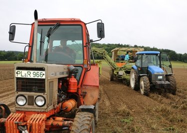 Parallel zur Kartoffelkombine fährt Traktorist Stefan Molenda mit dem Anhänger, auf welchen die ausgelesenen Kartoffeln gesammelt werden.