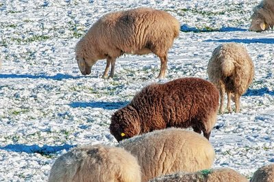 Schafe haben einen guten Orientierungssinn und eine gute Nase. Sie wissen, ob es sich lohnt, den Schnee wegzuscharren, sagt Jan Raupach. Wenn alles passt, sind sie danach schön vollgefressen.