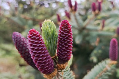 Die weiblichen Blüten einer Sibirischen Fichte im Augustusburger Arboretum.
