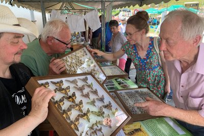 Schmetterlings-Präparate zeigt der Schönheider Experte Dietmar Höfer (2. v. l.) beim Bergwiesenfest in Stützengrün.