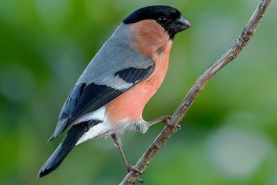 Ein heimischer Gimpel war es, der einst Jens Herings Vogelbegeisterung auslöste. 