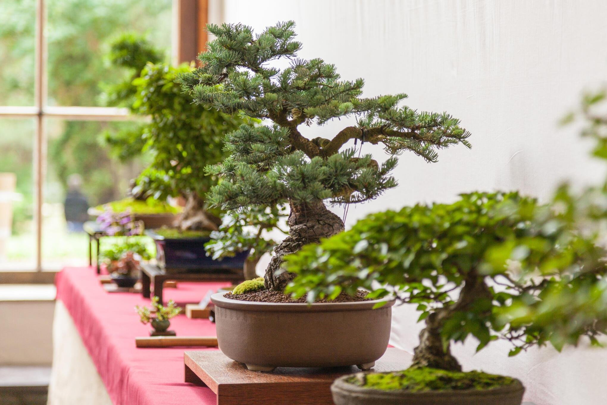 Reichenbach: Bonsai-Ausstellung im Haus der Begegnungssttte