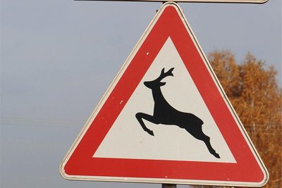 Fünf Unfälle in Zusammenhang mit Wildwechseln hat es jetzt im Vogtland gegeben.