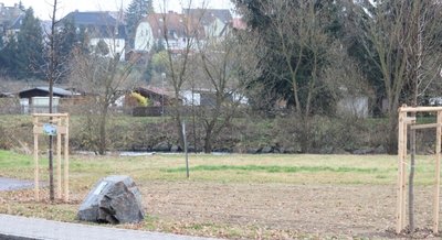 Die zwei neuen "Lutherlinden" und der Gedenkstein mit Infotafel.