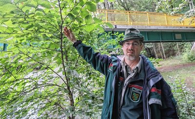 Forstrevierleiter Ullrich Göthel betreut für den Sachsenforst eine Fläche nahe dem Chemnitztalradweg in Auerswalde, die aufgeforstet wurde. 