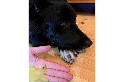 Mit der Zeckenkarte lassen sich Hoözböcke und andere Zecken mühelos auch aus langem Hundehaar entvernen. r