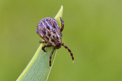 Die Auwaldzecke ist Überträger der Hundemalaria und der Pferdepiroplasmose sowie des Q-Fiebers. Si eerreicht fünf bis 16 Millimeter, letzteres im vollgesogenen Zustand.