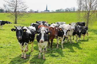 40 geschlachtete Rinder in Callenberg: Die Hinweisgeberin und ihre höllische Angst vor Repressalien - Die Kühe von Pächter Christian Roscher Ende April auf der Weide. Die deutlich dramatischeren Fotos von Tierschützern zu veröffentlichen, ist aus rechtlichen Gründen problematisch.