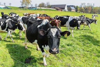 40 Tiere mussten geschlachtet werden: Callenberger Landwirt hat bis zuletzt an Vogtlandmilch geliefert - Bis Ende April wurde der Hof in Callenberg noch von Landwirt Christian Roscher aus Bernsdorf bewirtschaftet. Die Milch wurde an die Vogtlandmilch geliefert. 