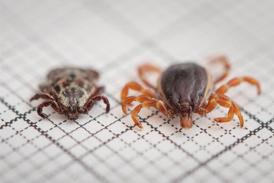 Eine Hyalomma rufipes (r) Zecke liegt neben einer Auwaldzecke. Sie wird bis zu zwei Zentimeter groß.