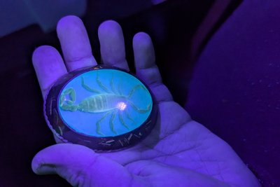 Zu bestaunen bei der Nacht im Museum in Freiberg: Dank ihren Chitin-Panzers leuchten Skorpione unter UV-Licht.