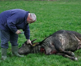 
              <p class="artikelinhalt">Auf einem Feld bei Bräunsdorf konnte um 18.57 Uhr ein Jäger den Büffel nach fast vierstündiger Verfolgungsjagd erlegen. Der Chef des Landgutes Chursdorf, Manfred Thiele (Foto), prüft die Marke im Ohr. </p>
            