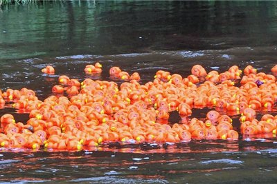 Am ersten Juliwochenende sind auf der Flöha wieder die Enten am Start.